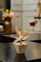 The Petra Acer