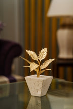 The Petra Acer