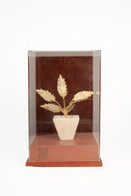 The Petra Acer