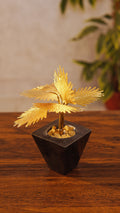 Lumen Palma